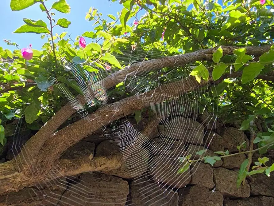 Immagine 48 di Villa in vendita  in Kania 97 a Pantelleria