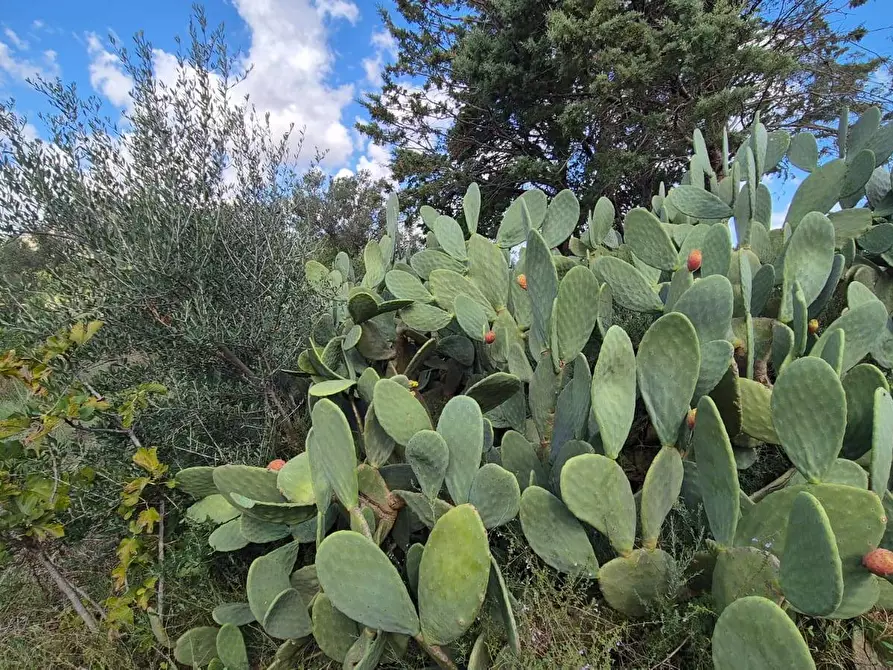 Immagine 11 di Villa in vendita  in Via Fraginesi 299/A a Castellammare Del Golfo