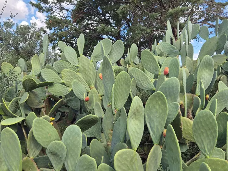 Immagine 47 di Villa in vendita  in Via Fraginesi 299/A a Castellammare Del Golfo