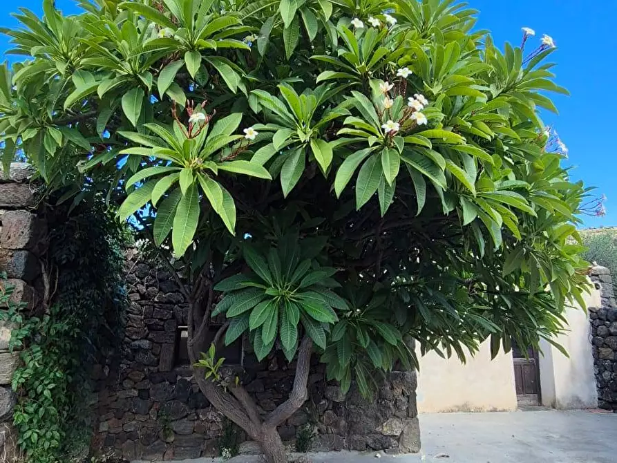 Immagine 41 di Villa in vendita  in Via Lago snc a Pantelleria