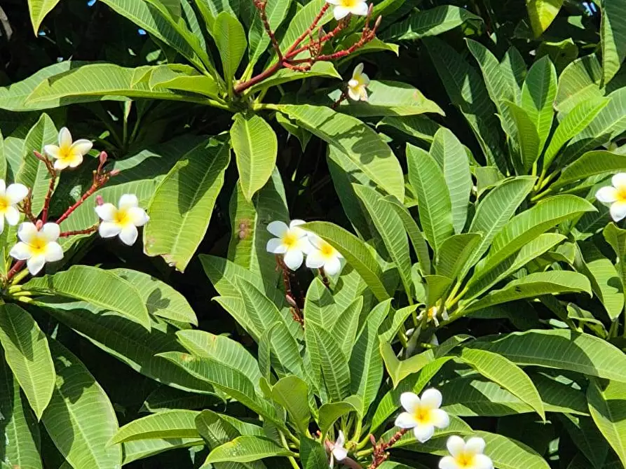 Immagine 50 di Villa in vendita  in Via Lago snc a Pantelleria