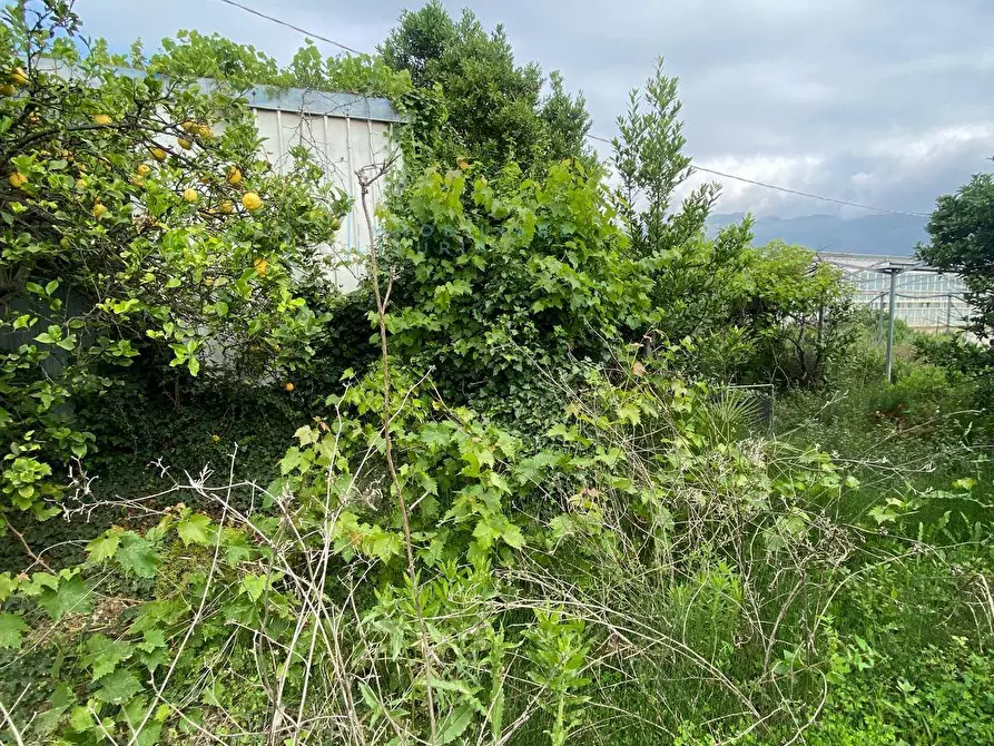 Immagine 5 di Terreno agricolo in vendita  in regione prato grande albenga a Albenga