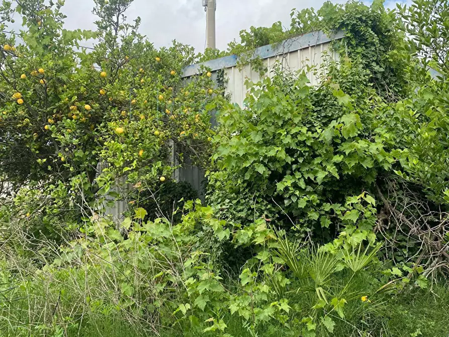 Immagine 9 di Terreno agricolo in vendita  in regione prato grande albenga a Albenga