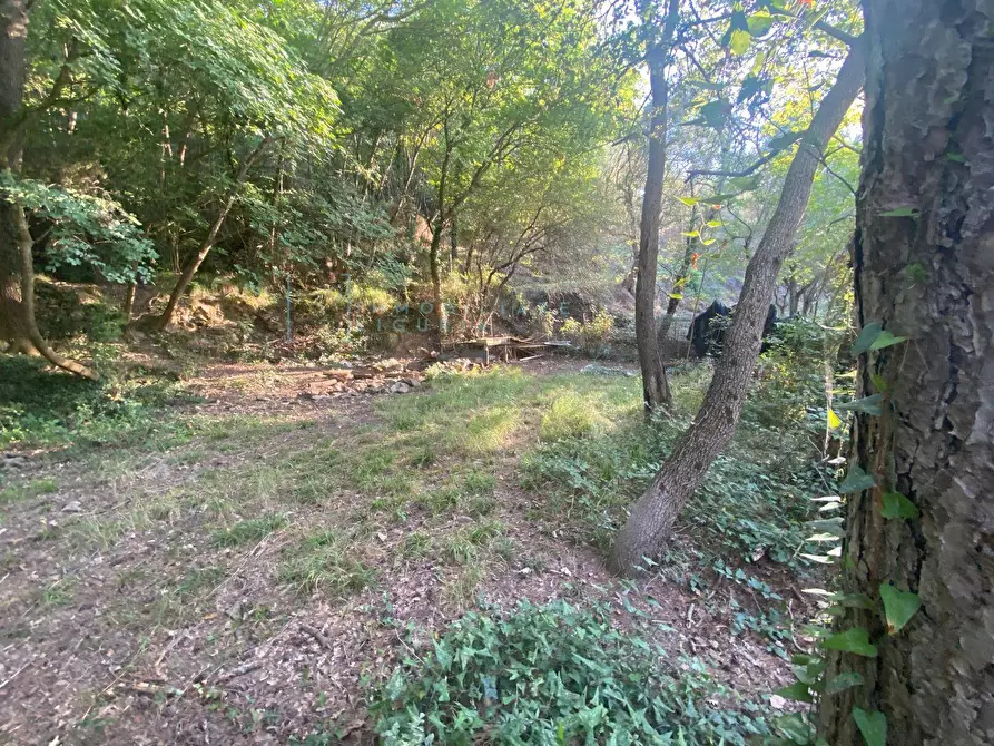 Immagine 6 di Terreno agricolo in vendita  in San Fedele a Albenga