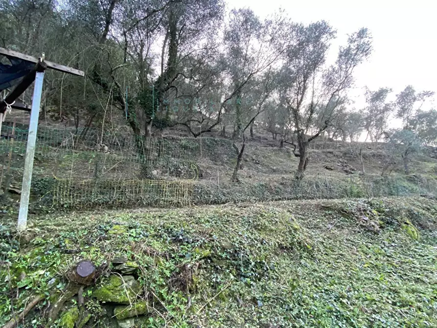 Immagine 18 di Terreno agricolo in vendita  in San Fedele a Albenga