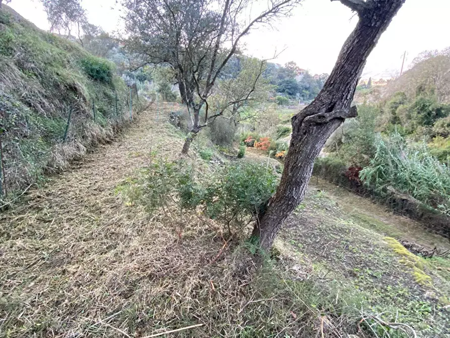 Immagine 23 di Terreno agricolo in vendita  in San Fedele a Albenga