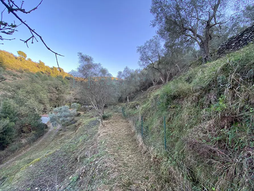 Immagine 26 di Terreno agricolo in vendita  in San Fedele a Albenga