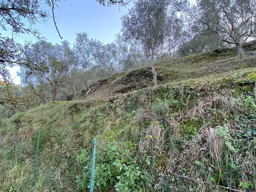 Immagine 27 di Terreno agricolo in vendita  in San Fedele a Albenga