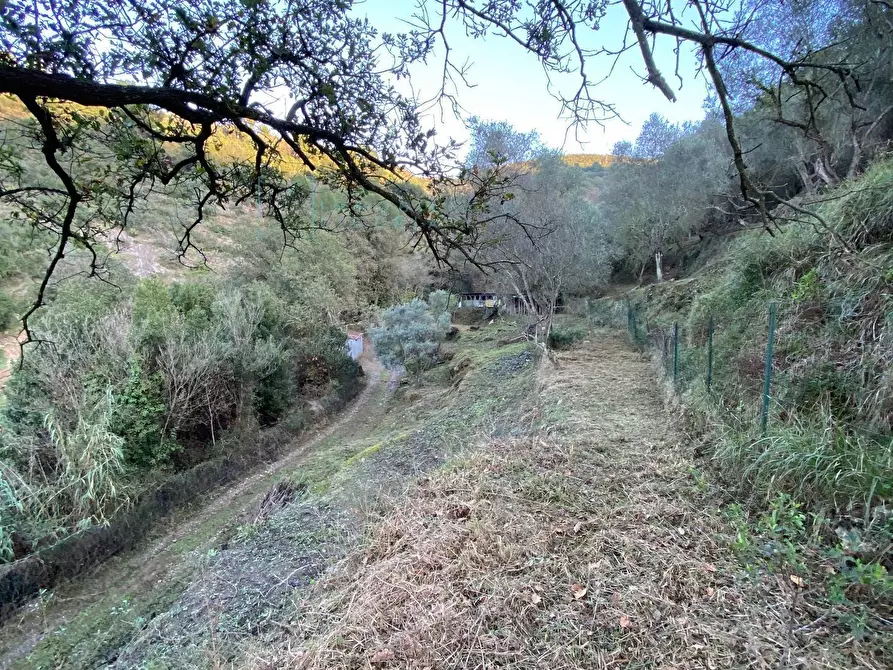 Immagine 32 di Terreno agricolo in vendita  in San Fedele a Albenga