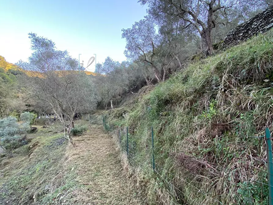 Immagine 33 di Terreno agricolo in vendita  in San Fedele a Albenga