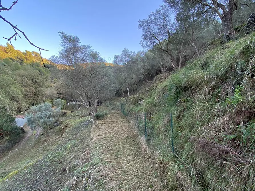 Immagine 34 di Terreno agricolo in vendita  in San Fedele a Albenga