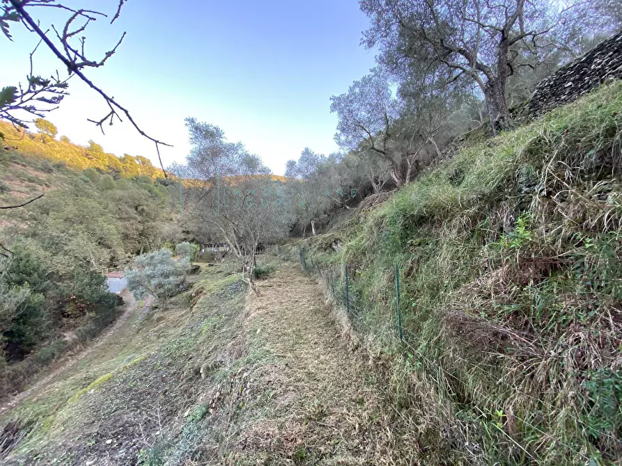 Immagine 35 di Terreno agricolo in vendita  in San Fedele a Albenga