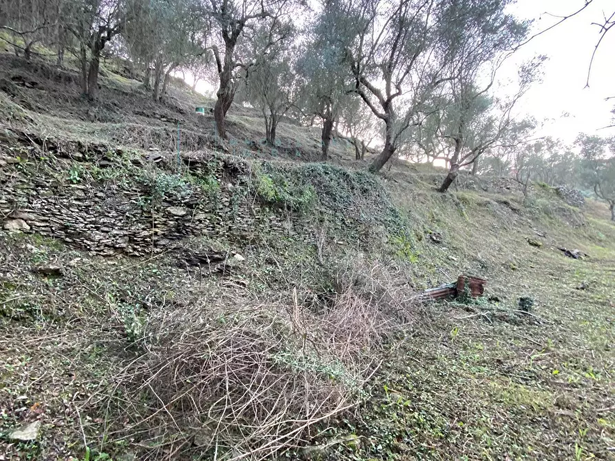 Immagine 36 di Terreno agricolo in vendita  in San Fedele a Albenga