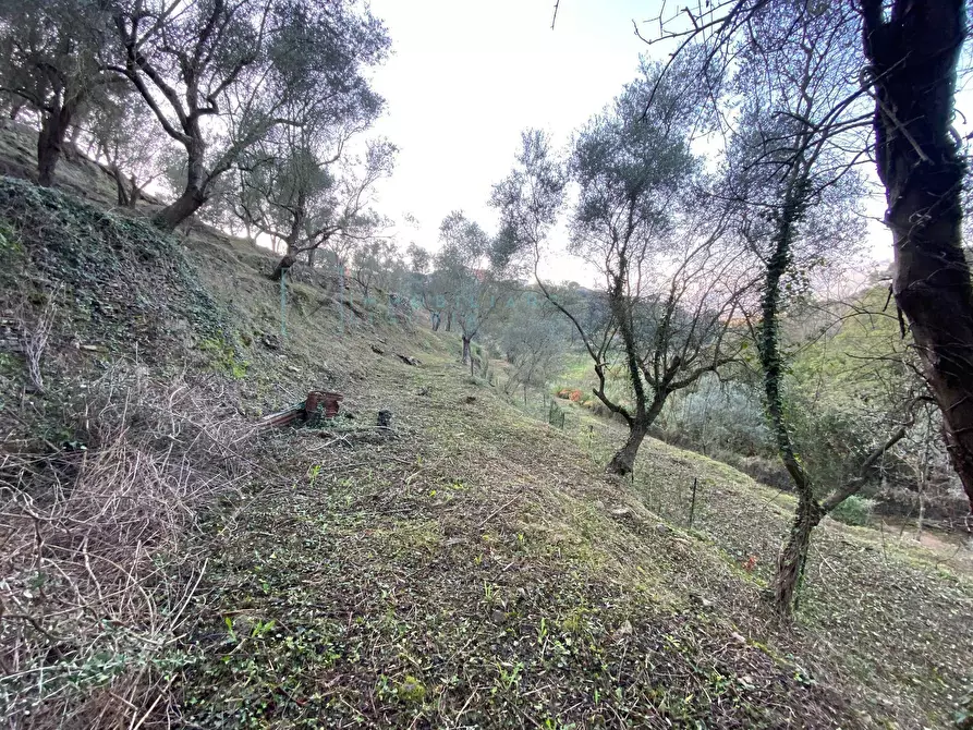 Immagine 1 di Terreno agricolo in vendita  in San Fedele a Albenga