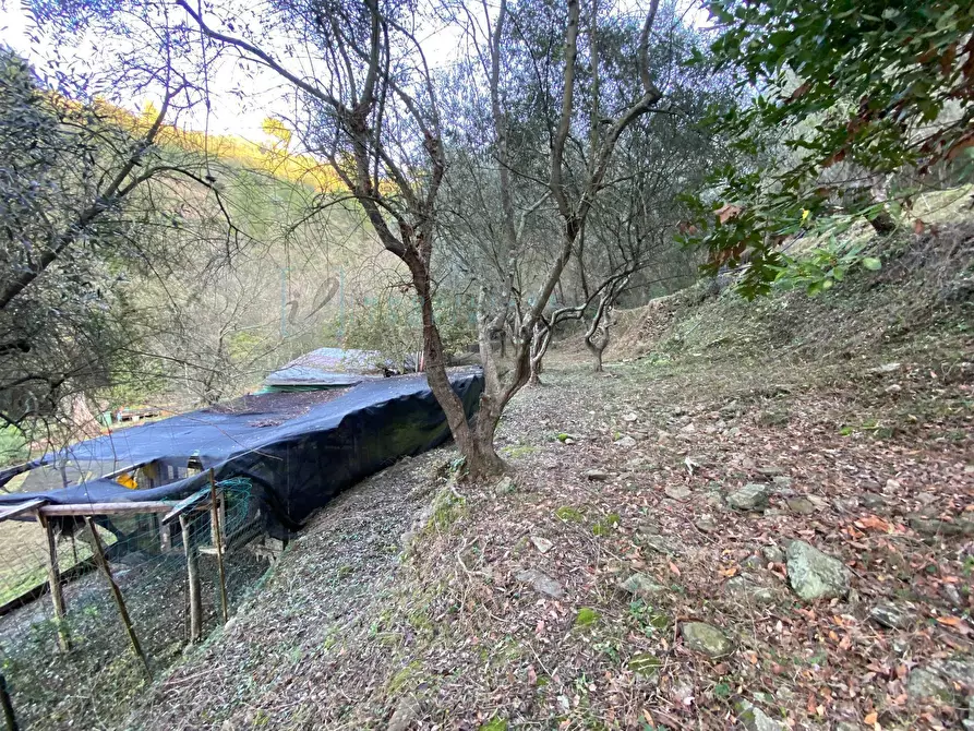 Immagine 1 di Terreno agricolo in vendita  in San Fedele a Albenga