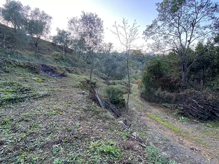 Immagine 39 di Terreno agricolo in vendita  in San Fedele a Albenga