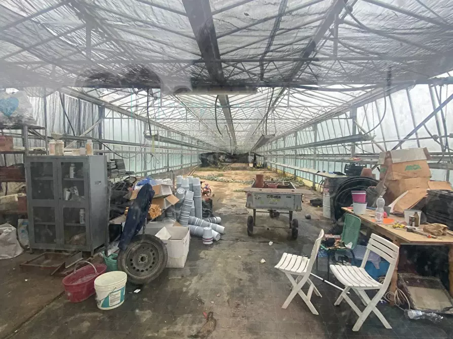 Immagine 5 di Terreno agricolo in vendita  in Prato del Vescovo a Albenga