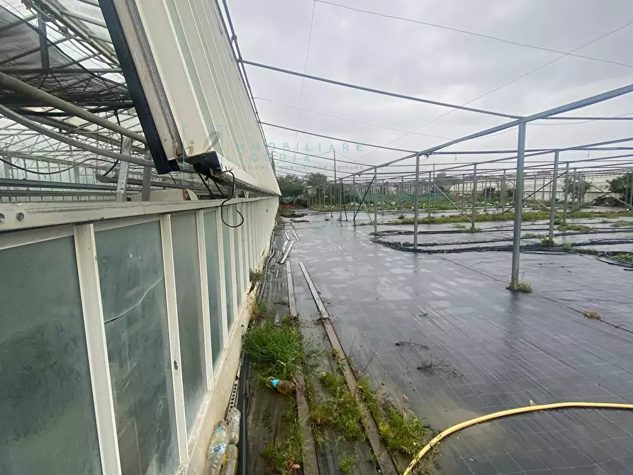 Immagine 6 di Terreno agricolo in vendita  in Prato del Vescovo a Albenga