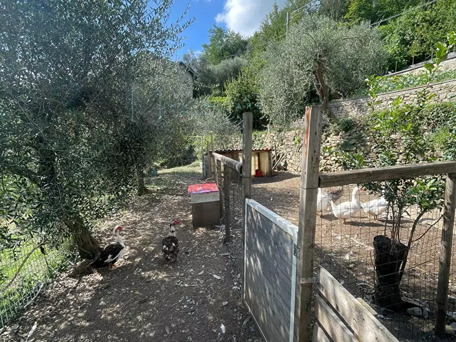 Immagine 19 di Casa indipendente in vendita  in Via Ville San Pietro a Borgomaro