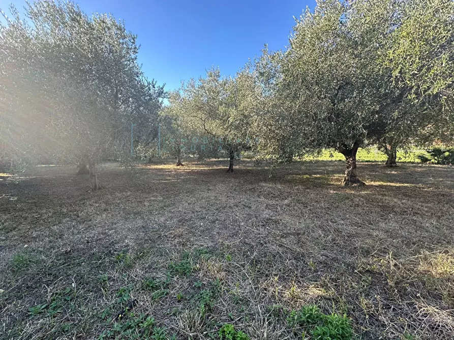 Immagine 2 di Terreno agricolo in vendita  in Piamboschi a Cisano Sul Neva