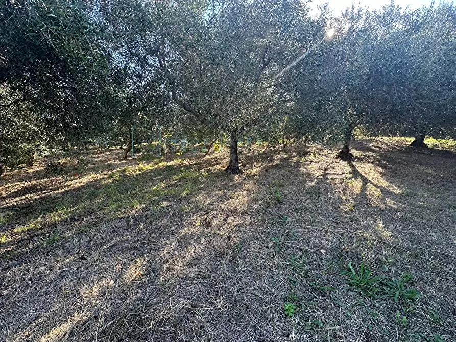 Immagine 4 di Terreno agricolo in vendita  in Piamboschi a Cisano Sul Neva