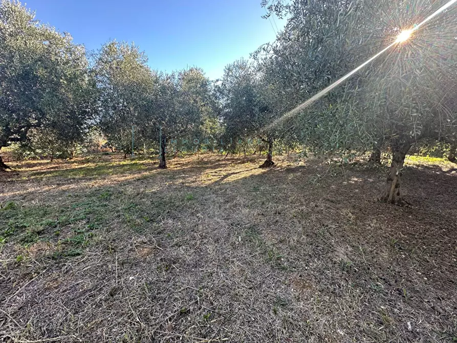Immagine 3 di Terreno agricolo in vendita  in Piamboschi a Cisano Sul Neva