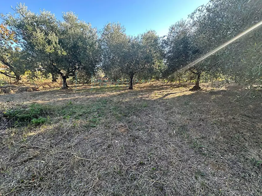 Immagine 5 di Terreno agricolo in vendita  in Piamboschi a Cisano Sul Neva