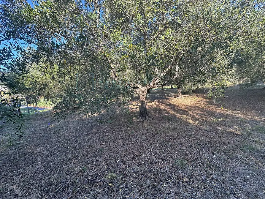 Immagine 6 di Terreno agricolo in vendita  in Piamboschi a Cisano Sul Neva