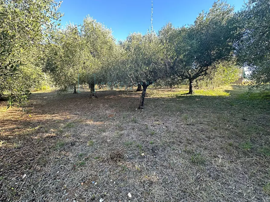 Immagine 7 di Terreno agricolo in vendita  in Piamboschi a Cisano Sul Neva