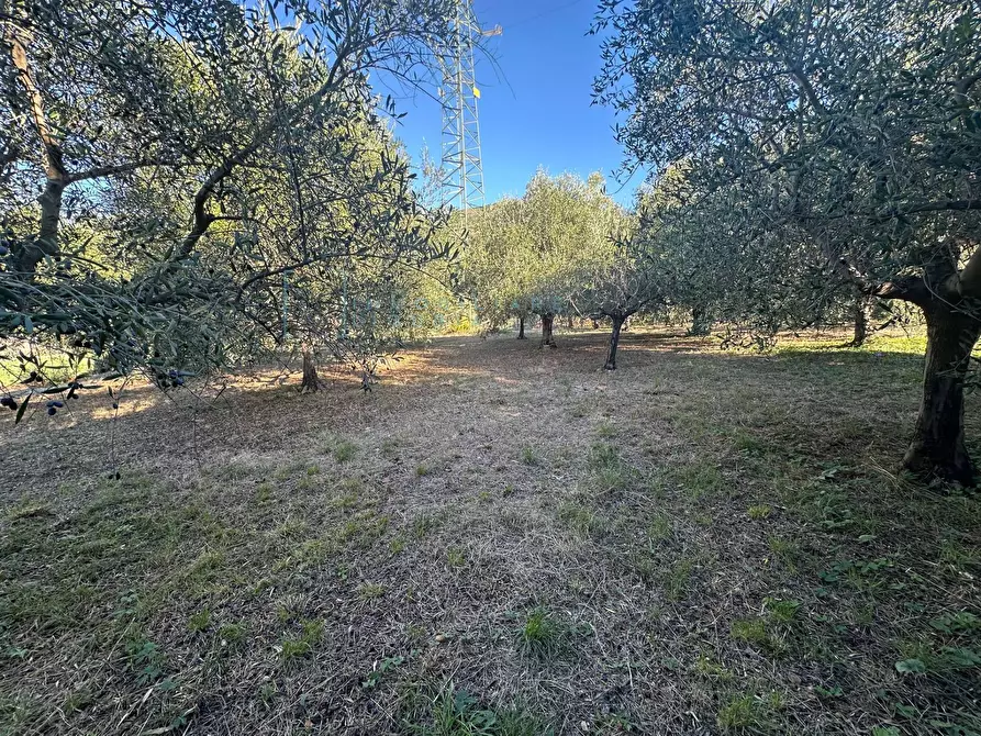 Immagine 8 di Terreno agricolo in vendita  in Piamboschi a Cisano Sul Neva