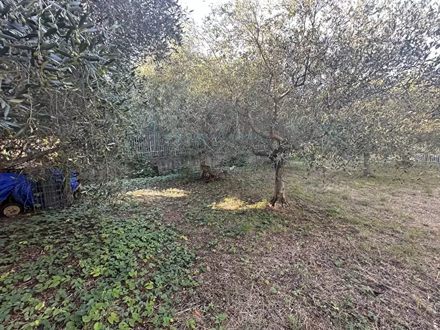 Immagine 9 di Terreno agricolo in vendita  in Piamboschi a Cisano Sul Neva