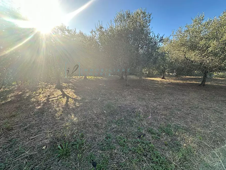 Immagine 16 di Terreno agricolo in vendita  in Piamboschi a Cisano Sul Neva