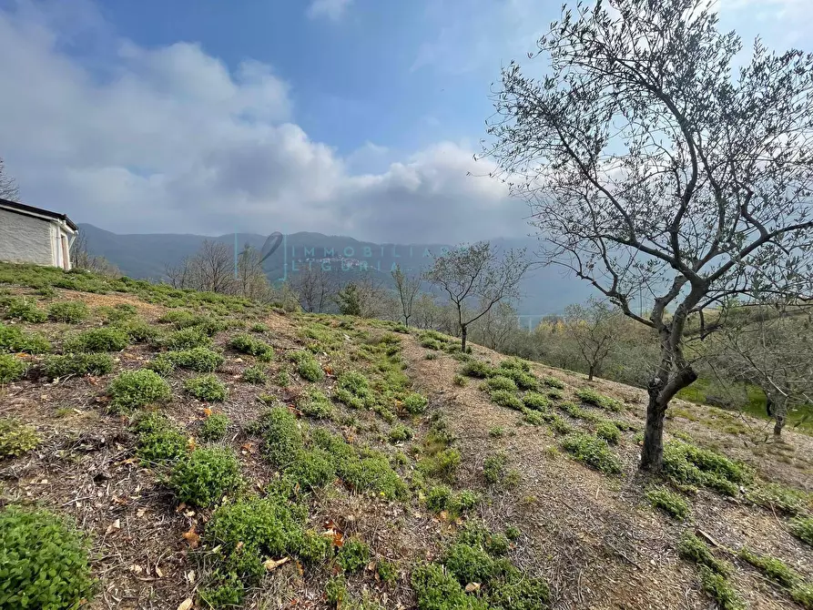 Immagine 10 di Terreno agricolo in vendita  in Strada provinciale 28 a Caravonica