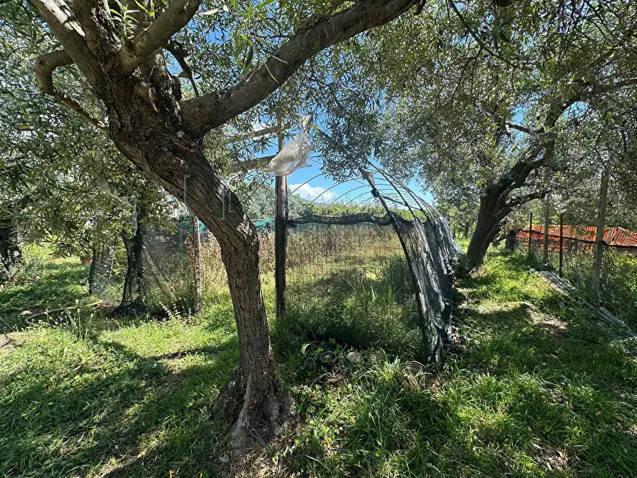 Immagine 7 di Terreno agricolo in vendita  in via del morteo a Albenga
