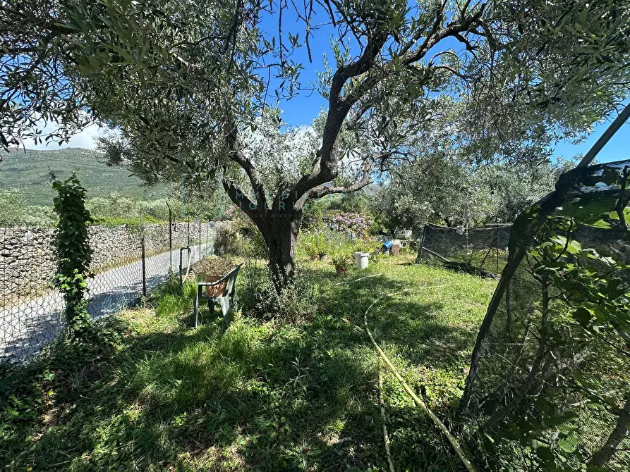 Immagine 3 di Terreno agricolo in vendita  in via del morteo a Albenga