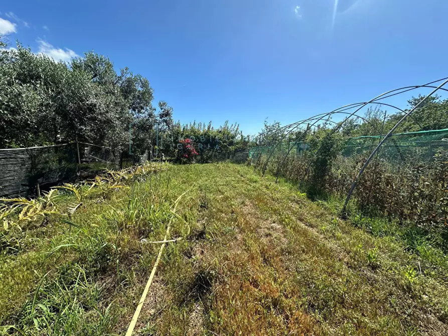 Immagine 8 di Terreno agricolo in vendita  in via del morteo a Albenga