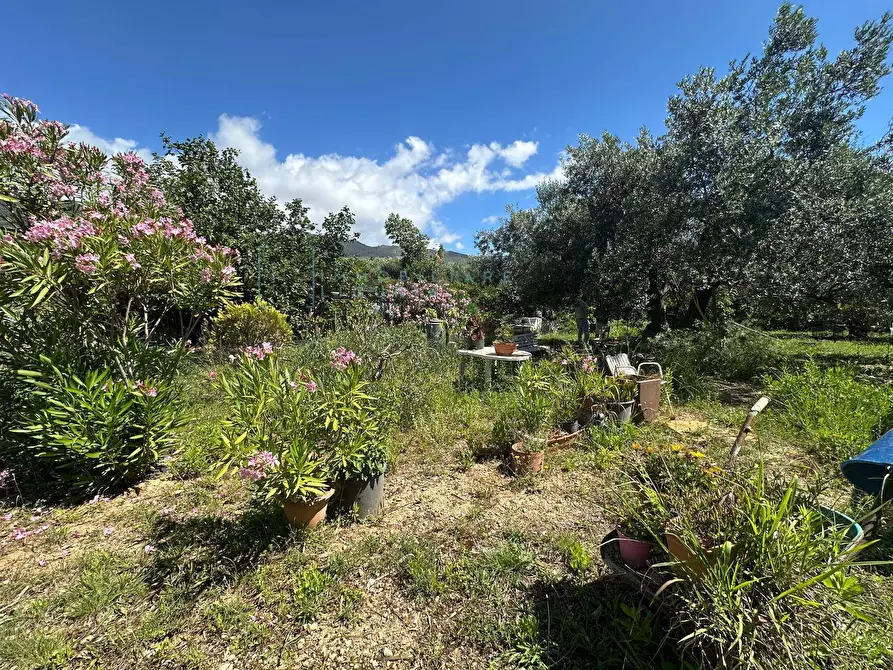 Immagine 9 di Terreno agricolo in vendita  in via del morteo a Albenga