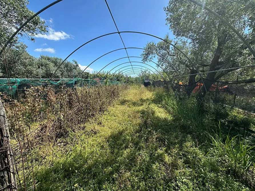 Immagine 10 di Terreno agricolo in vendita  in via del morteo a Albenga