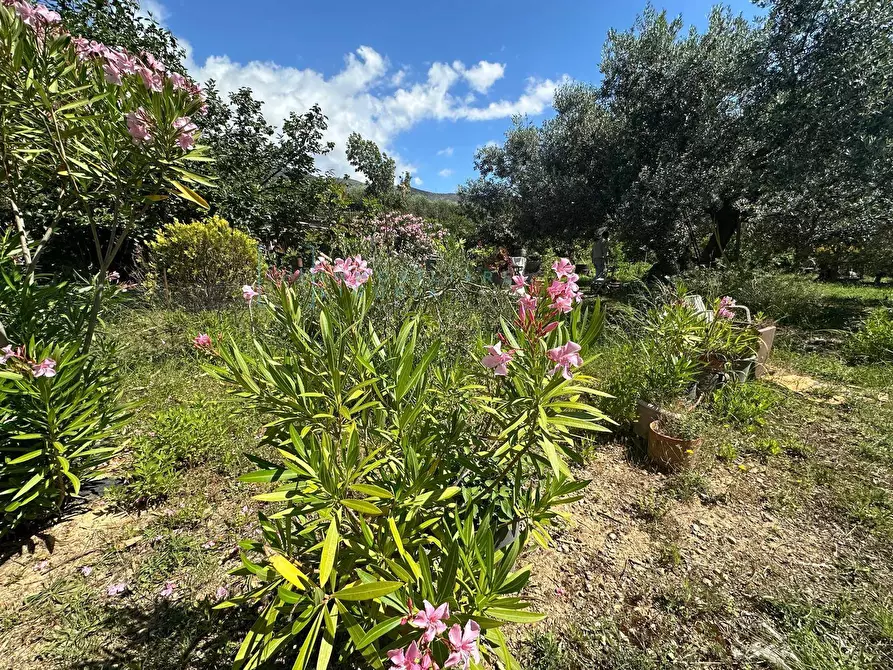 Immagine 12 di Terreno agricolo in vendita  in via del morteo a Albenga