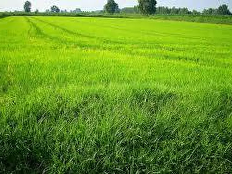 Immagine 12 di Terreno residenziale in vendita  in via trezzo a Vaprio D'adda