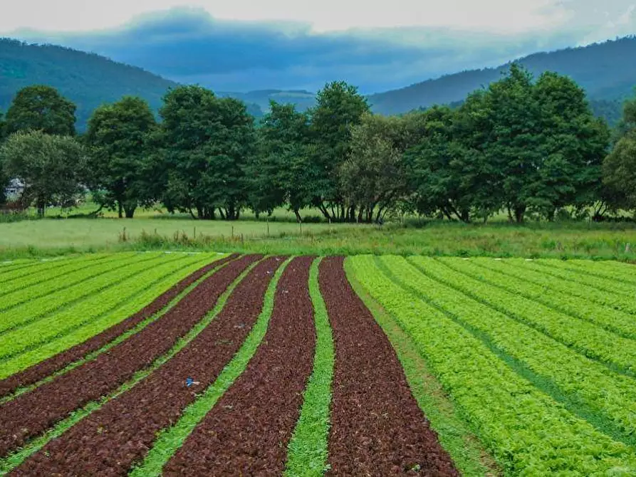 Immagine 2 di Terreno agricolo in vendita  a Busnago