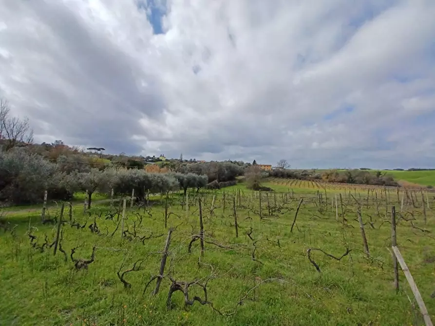 Immagine 4 di Terreno agricolo in vendita  in SANTA MARIA IN FORNAROLA a Roma