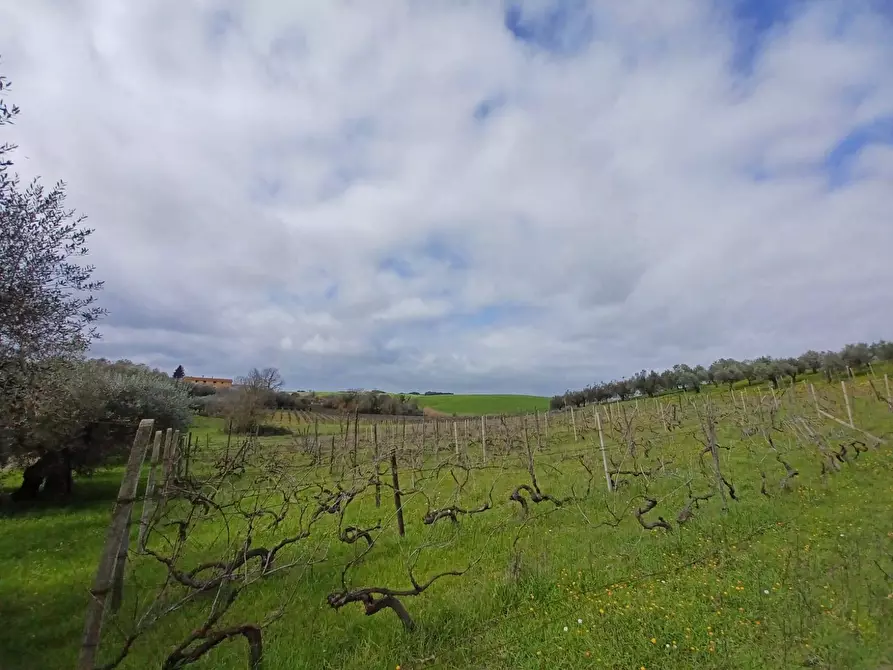 Immagine 6 di Terreno agricolo in vendita  in SANTA MARIA IN FORNAROLA a Roma