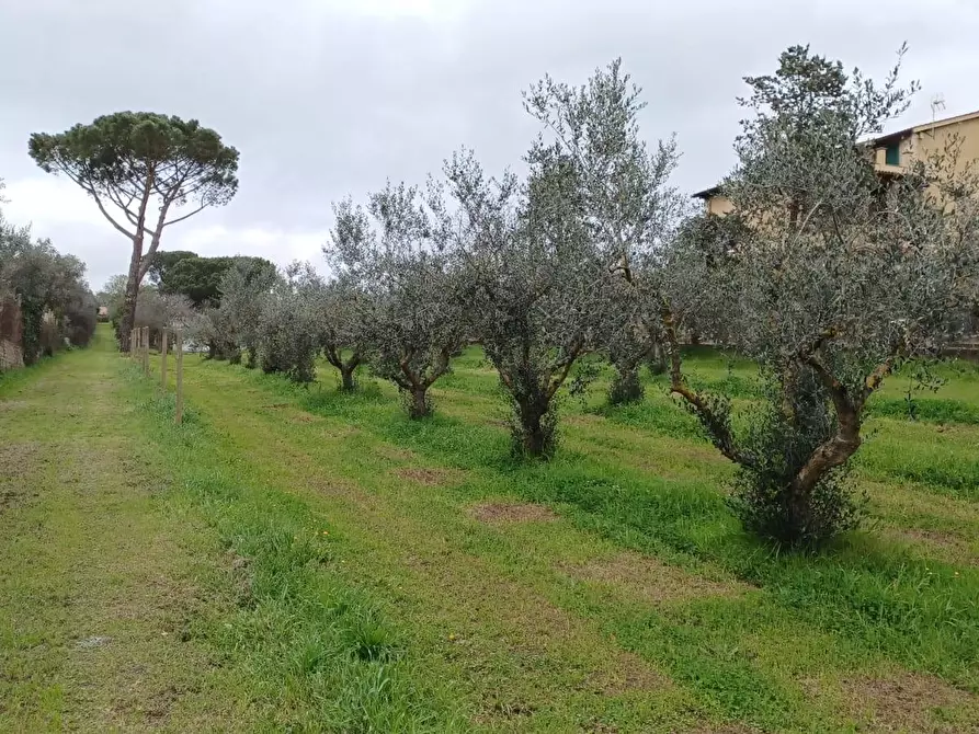 Immagine 11 di Terreno agricolo in vendita  in via santa fumia 62 a Castel Gandolfo