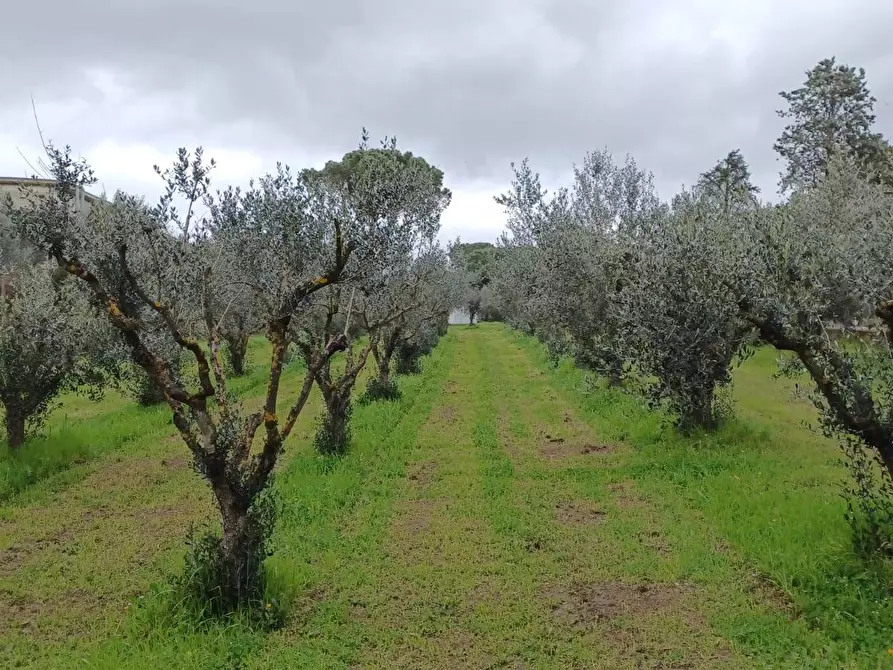 Immagine 12 di Terreno agricolo in vendita  in via santa fumia 62 a Castel Gandolfo