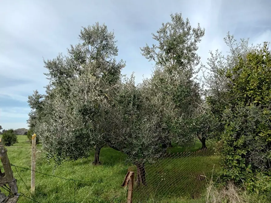 Immagine 2 di Terreno agricolo in vendita  in VIA PIETRALCINA a Roma
