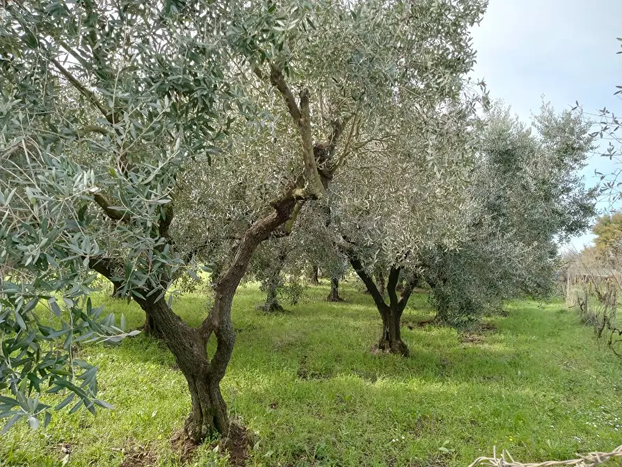Immagine 5 di Terreno agricolo in vendita  in VIA PIETRALCINA a Roma