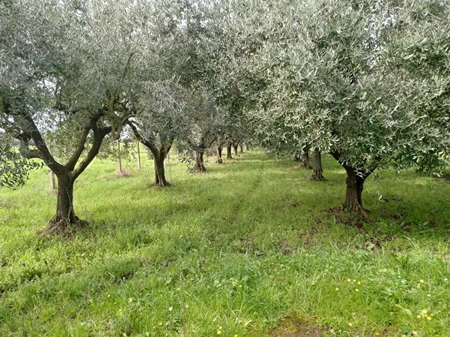 Immagine 6 di Terreno agricolo in vendita  in VIA PIETRALCINA a Roma