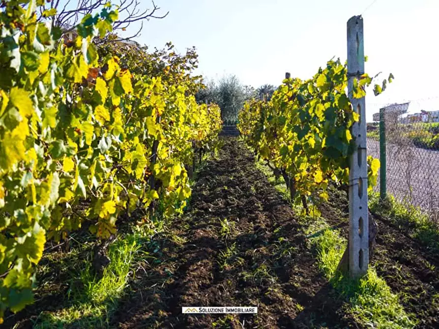 Immagine 3 di Terreno agricolo in vendita  in via dei tulipani 24 a Albano Laziale