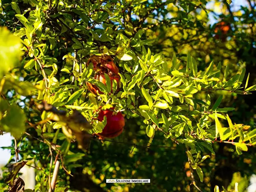 Immagine 7 di Terreno agricolo in vendita  in via dei tulipani 24 a Albano Laziale